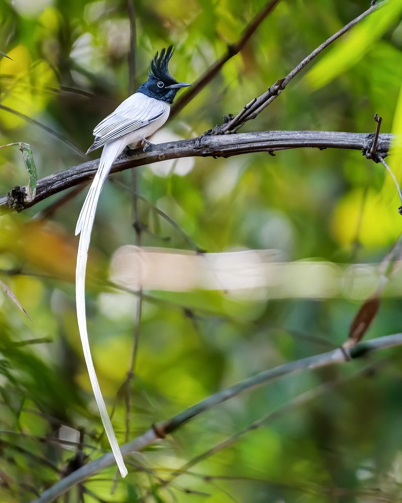 Photograph by Ashit Gandhi