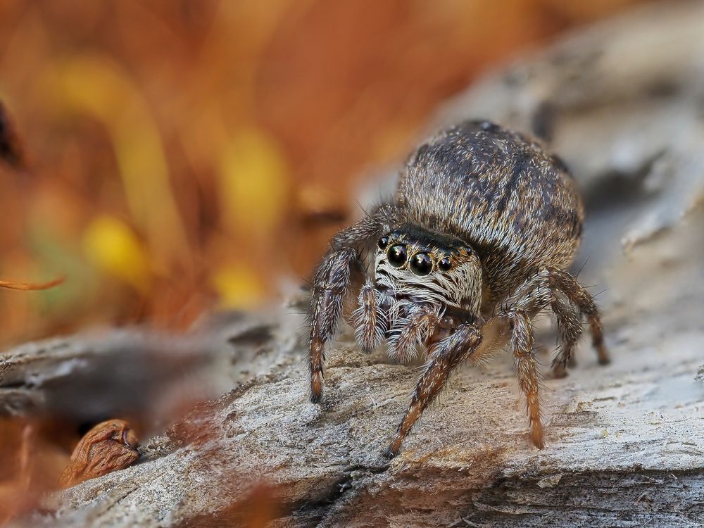 Паук-скакунчик Evarcha arcuata