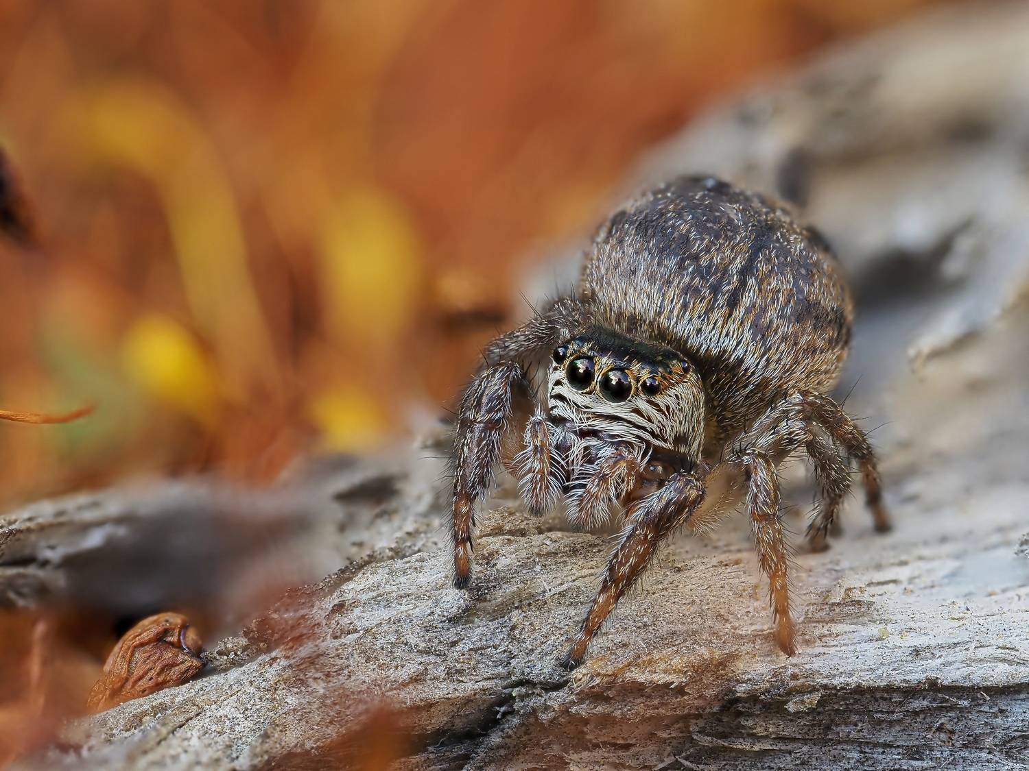 Паук-скакунчик Evarcha arcuata