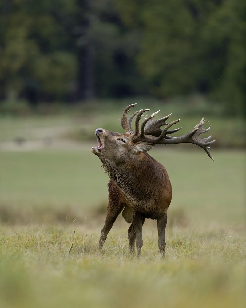 Voice of Dominance