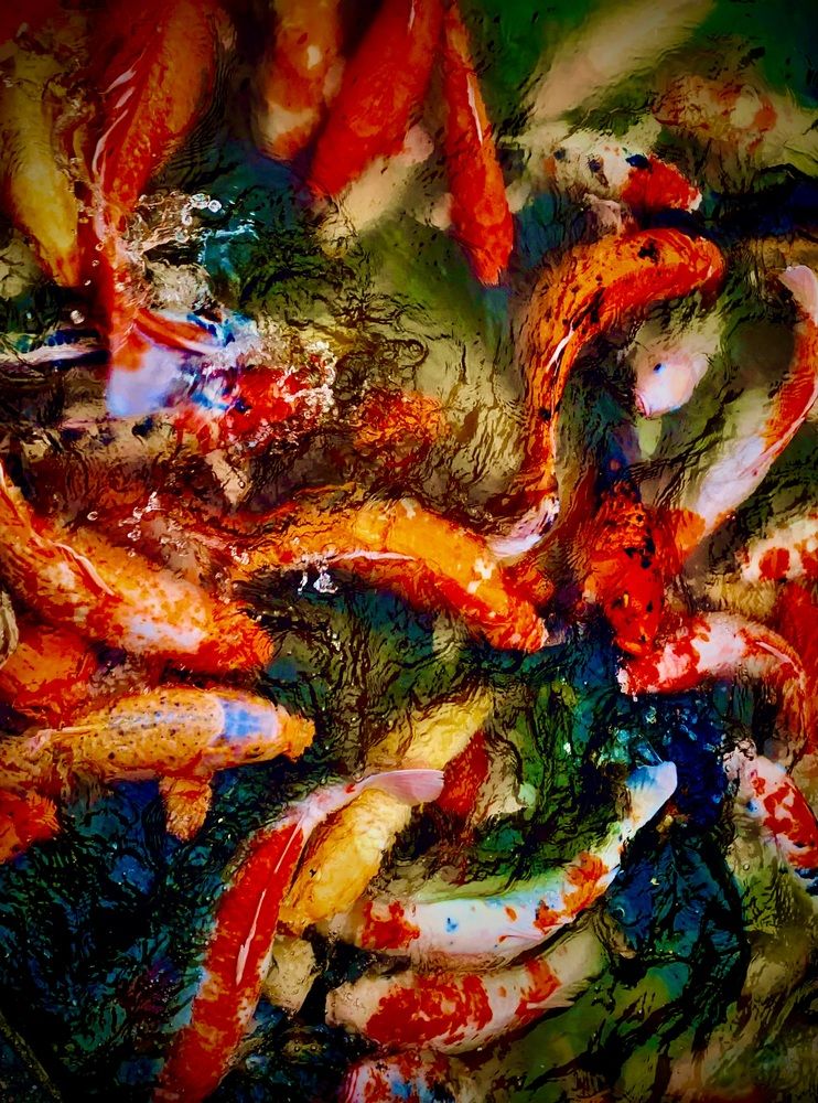 The Golden Koi