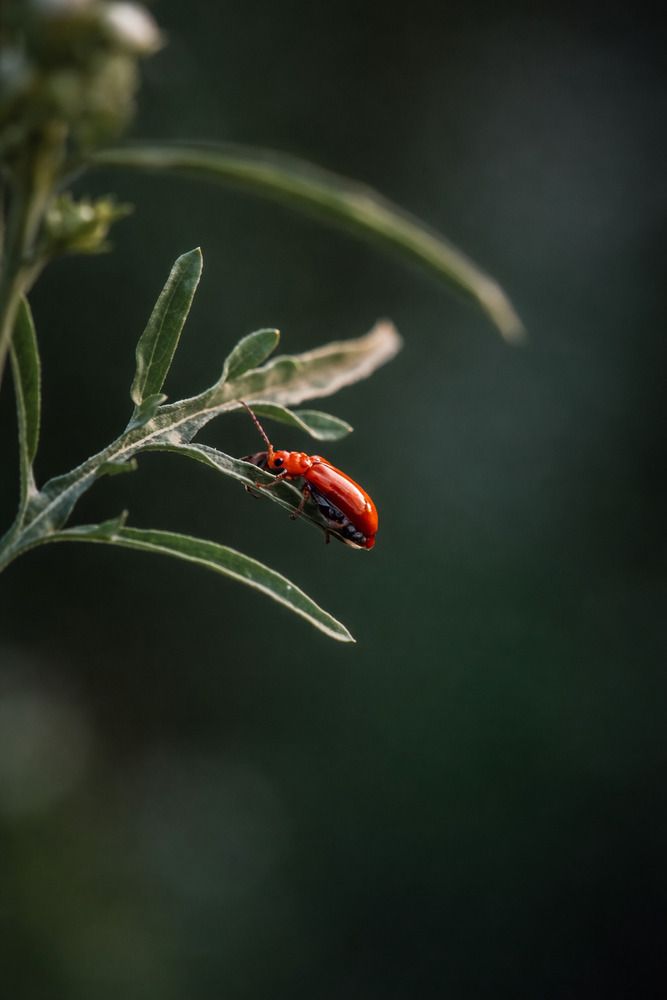 Photograph by Pradip Nandi