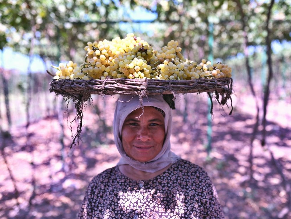 Crowned by the Harvest