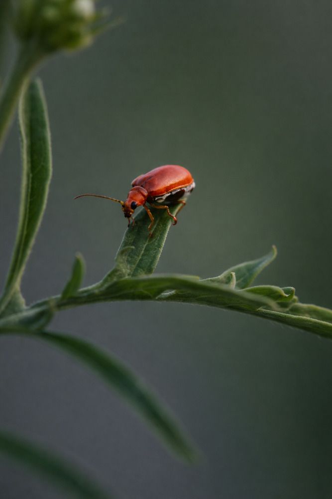Photograph by Pradip Nandi