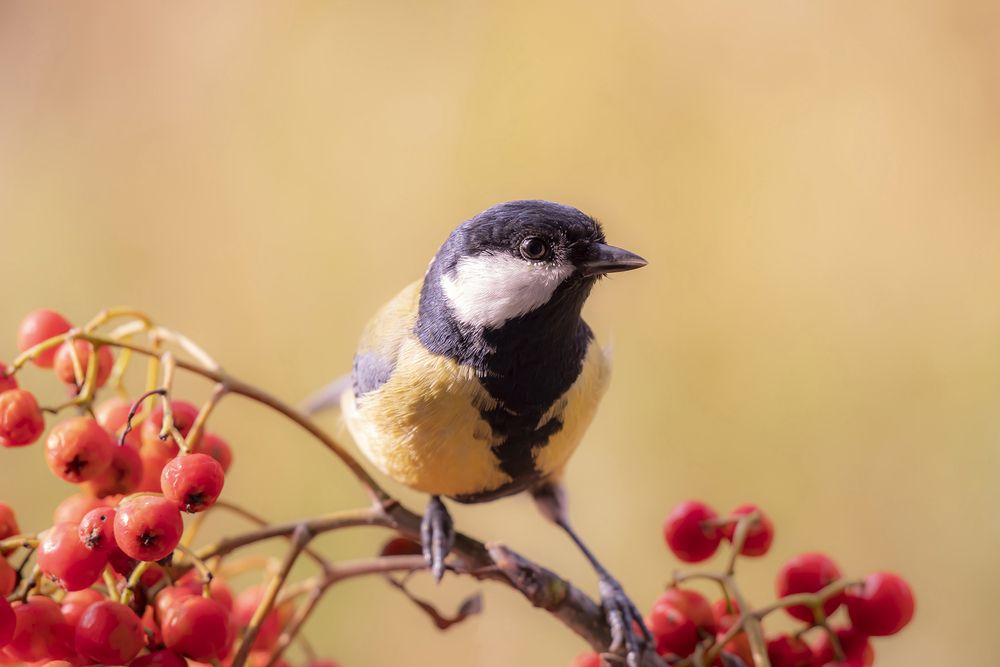 Photograph by Бурикова Екатерина