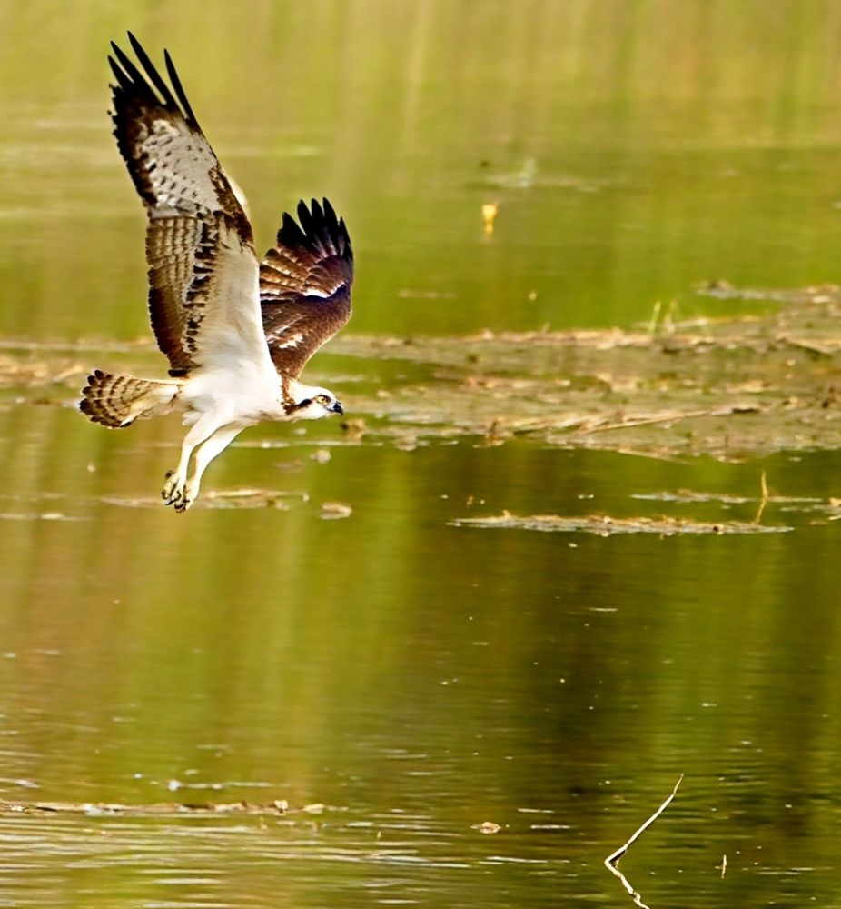 Osprey’s - Hong Kong Wetland Park