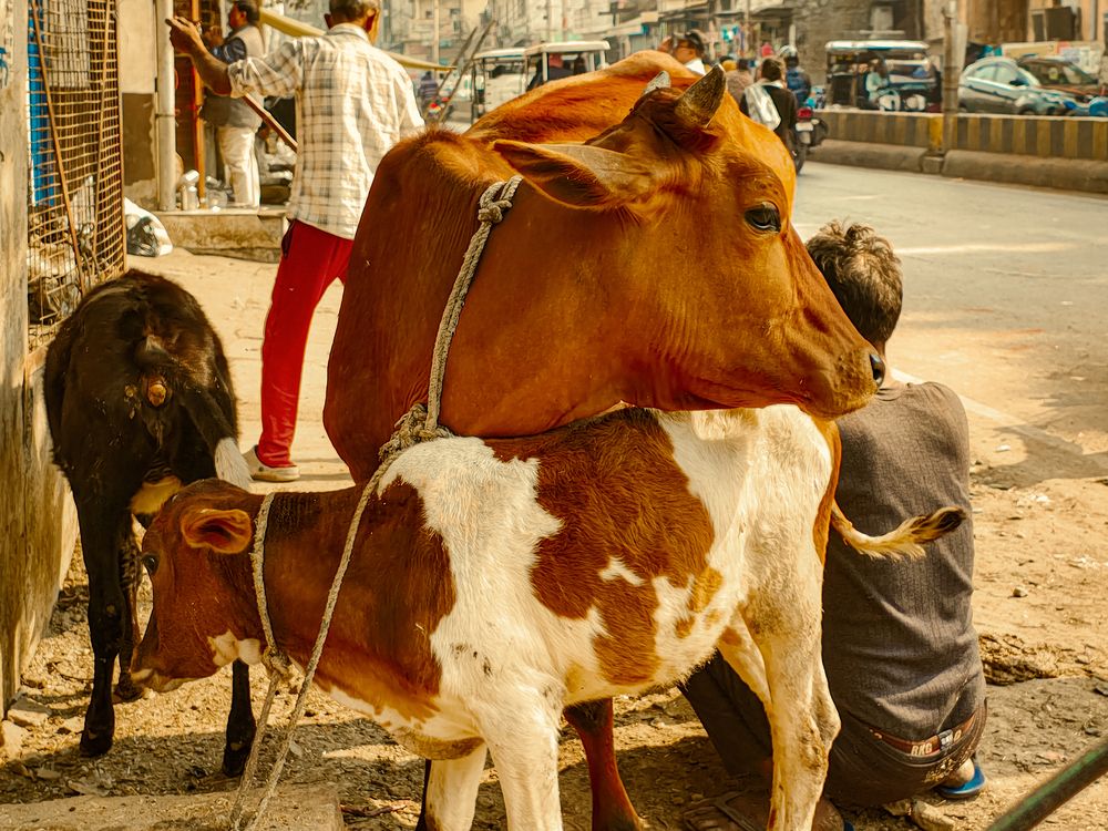 Photograph by Sanchit Rastogi