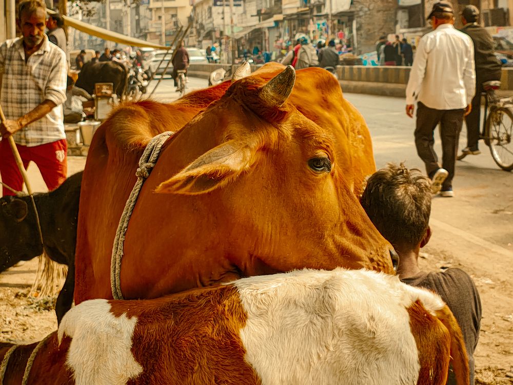 Photograph by Sanchit Rastogi