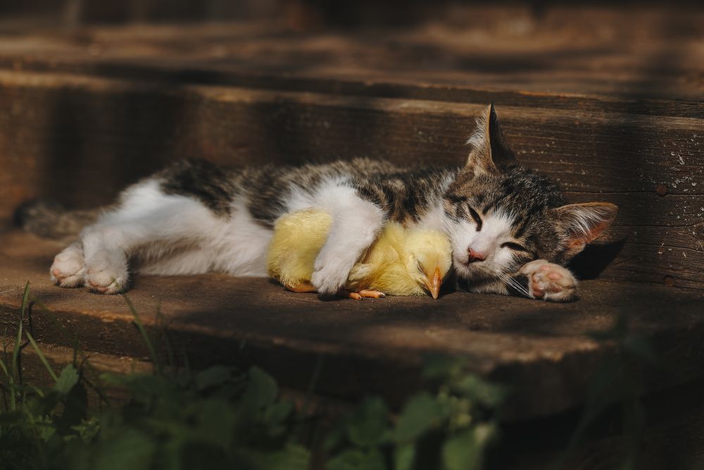 Photograph by Анна Майорова