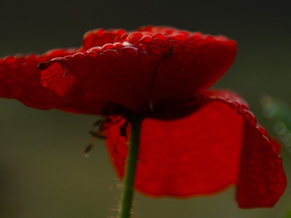 Photograph by G GOVIL