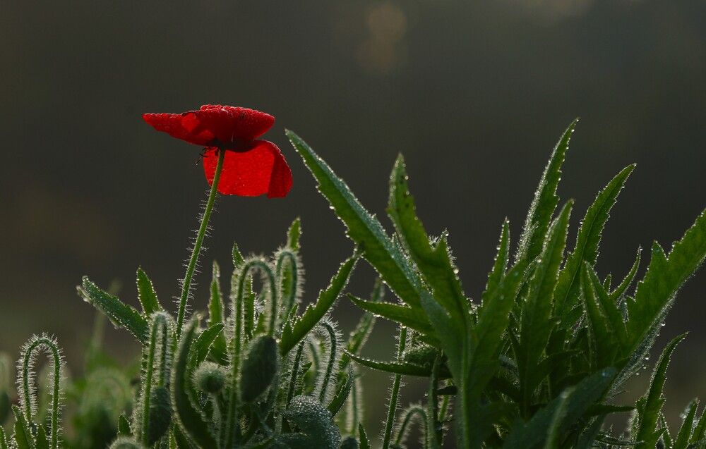 DEW DROPS