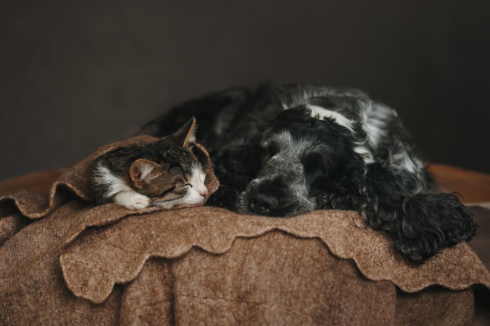 Photograph by Анна Майорова