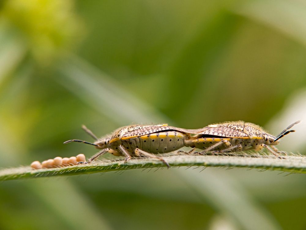 Macro Close-Up of Green Shield Bug on Grass Leaf