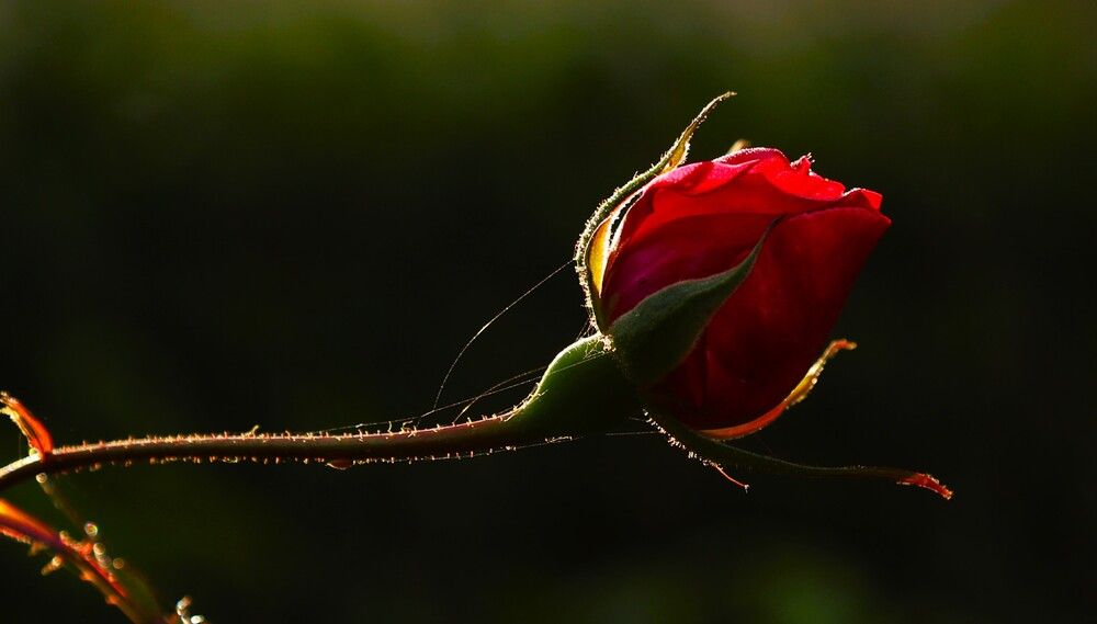 Photograph by G GOVIL