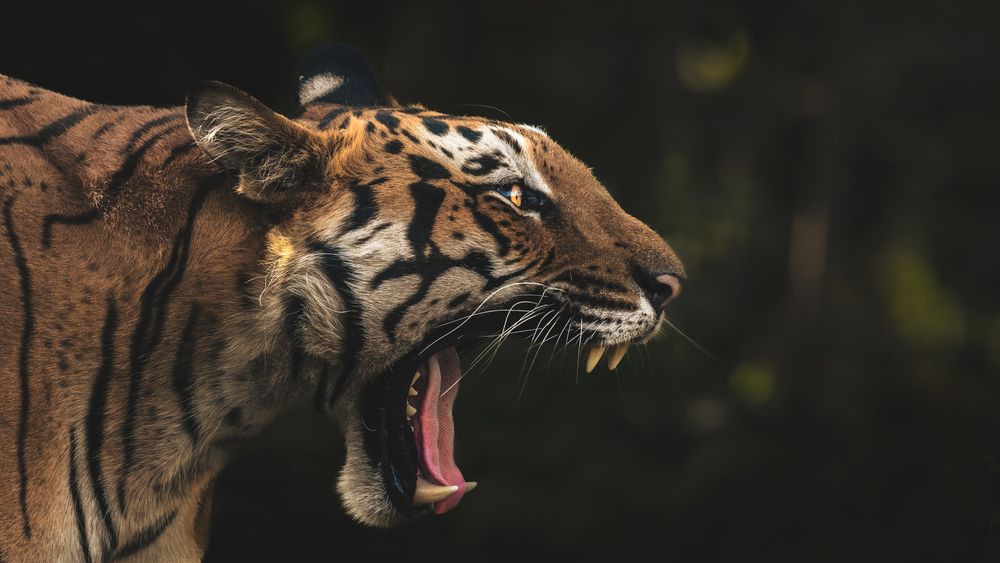 Photograph by Pranav Pula