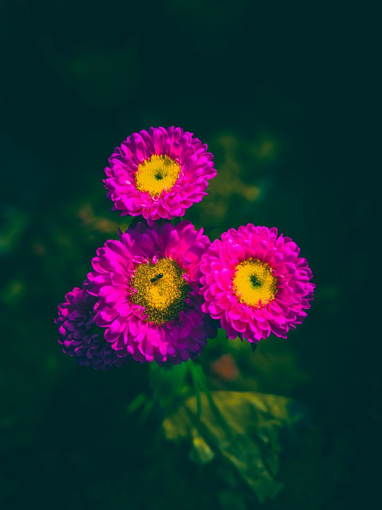 Bright Pink Flowers with Yellow Centers in Dark Green Background