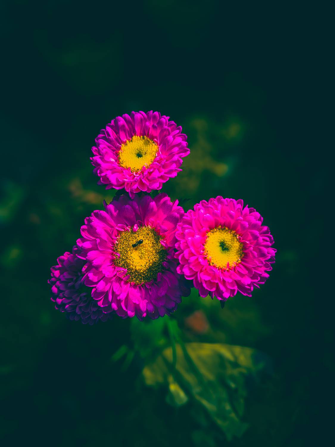 Bright Pink Flowers with Yellow Centers in Dark Green Background Bright Pink Flowers with Yellow Centers in Dark Green Background