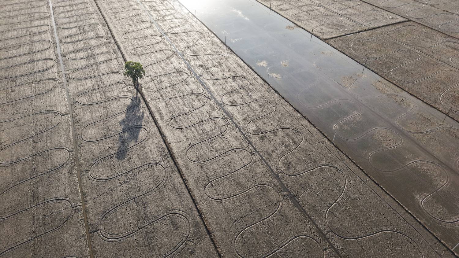 Cô Đơn Trong Ánh Ban Mai (Solitude in the First Light)