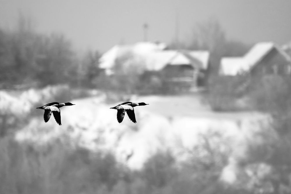 Photograph by Елена Бобаченко