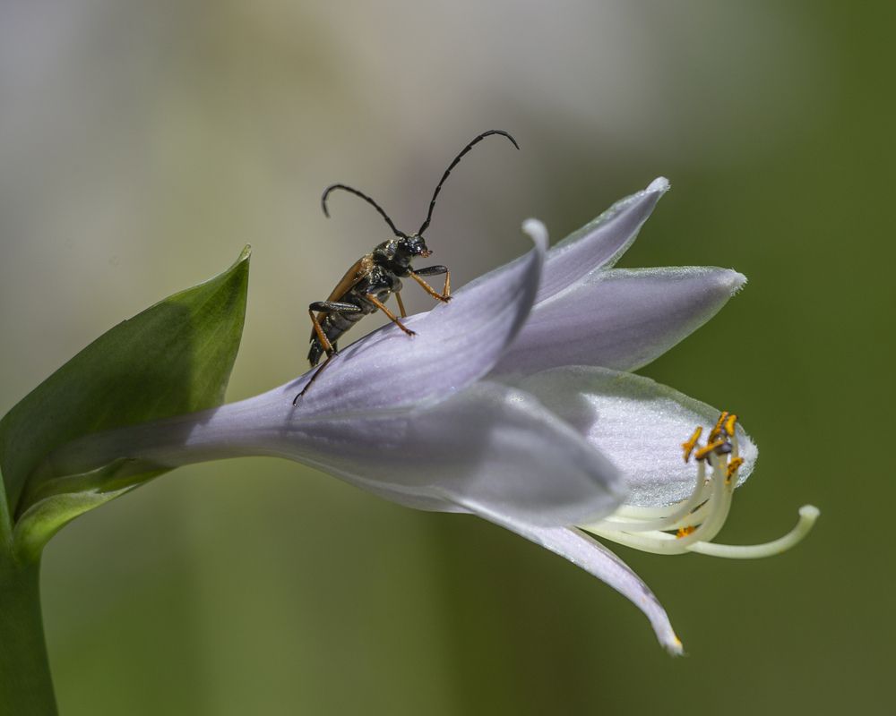 Фотография автора Анатолий Макоедов
