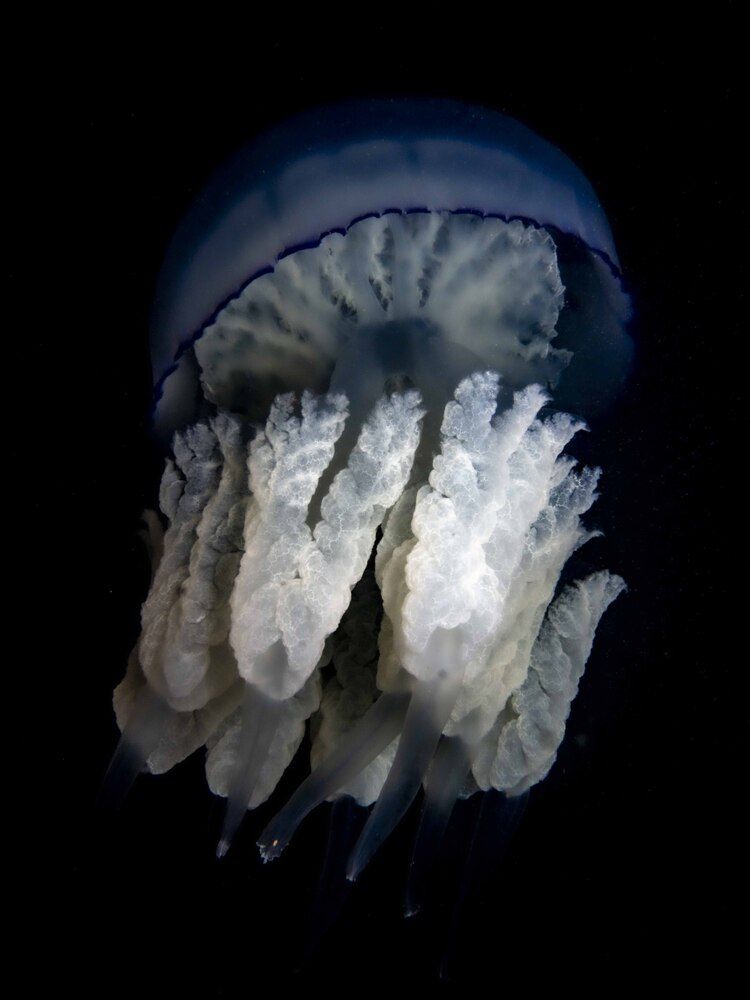 Photograph by Plakida Alexander