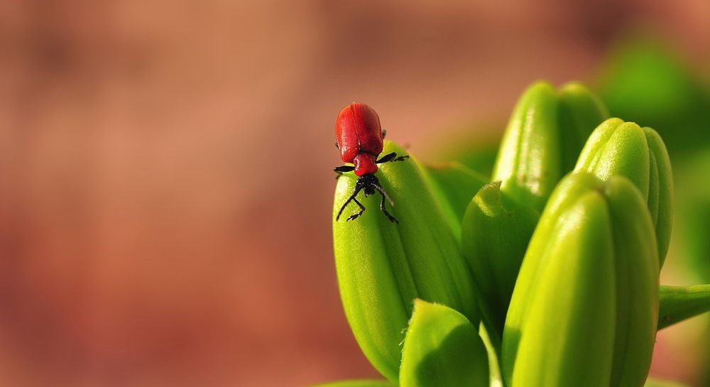 Photograph by Светлана