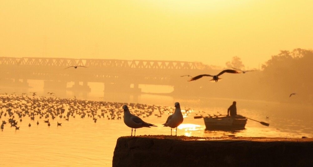 migratory birds