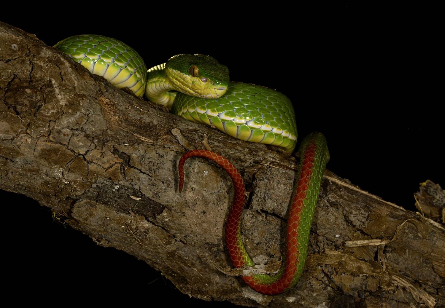 Фотография #13355622