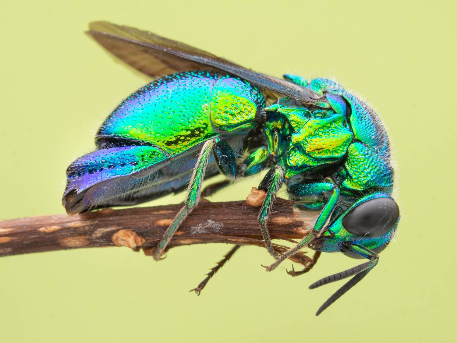 Фотография #13355721