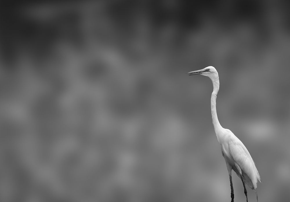 White bird