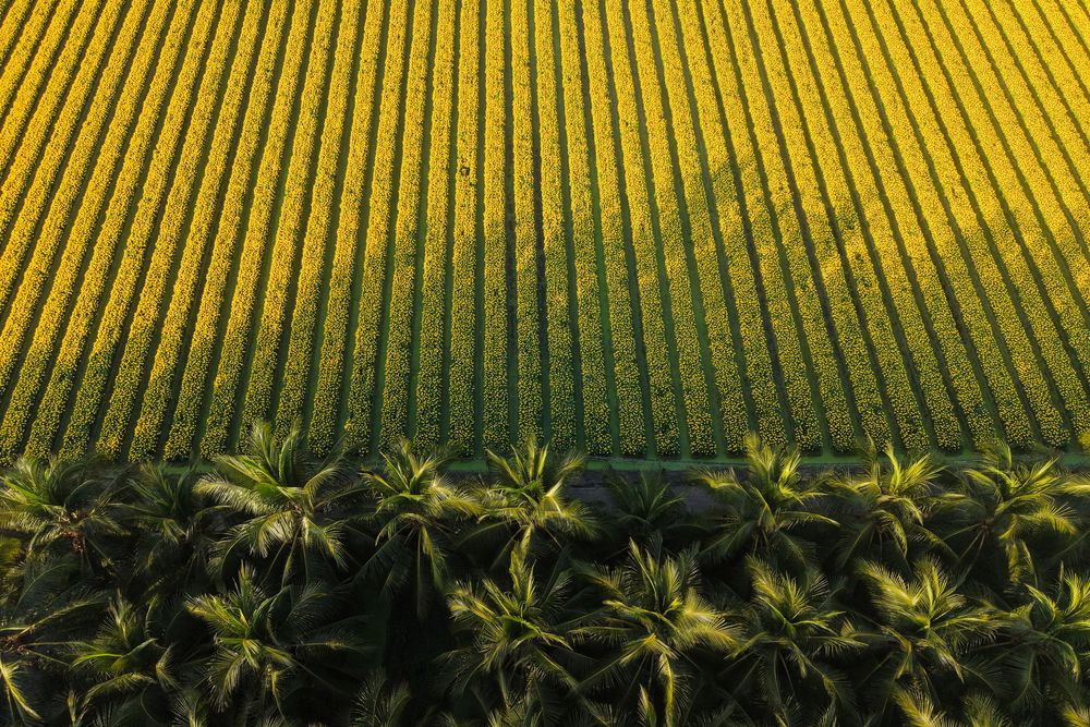 Sắc màu mùa xuân (The colors of Spring)