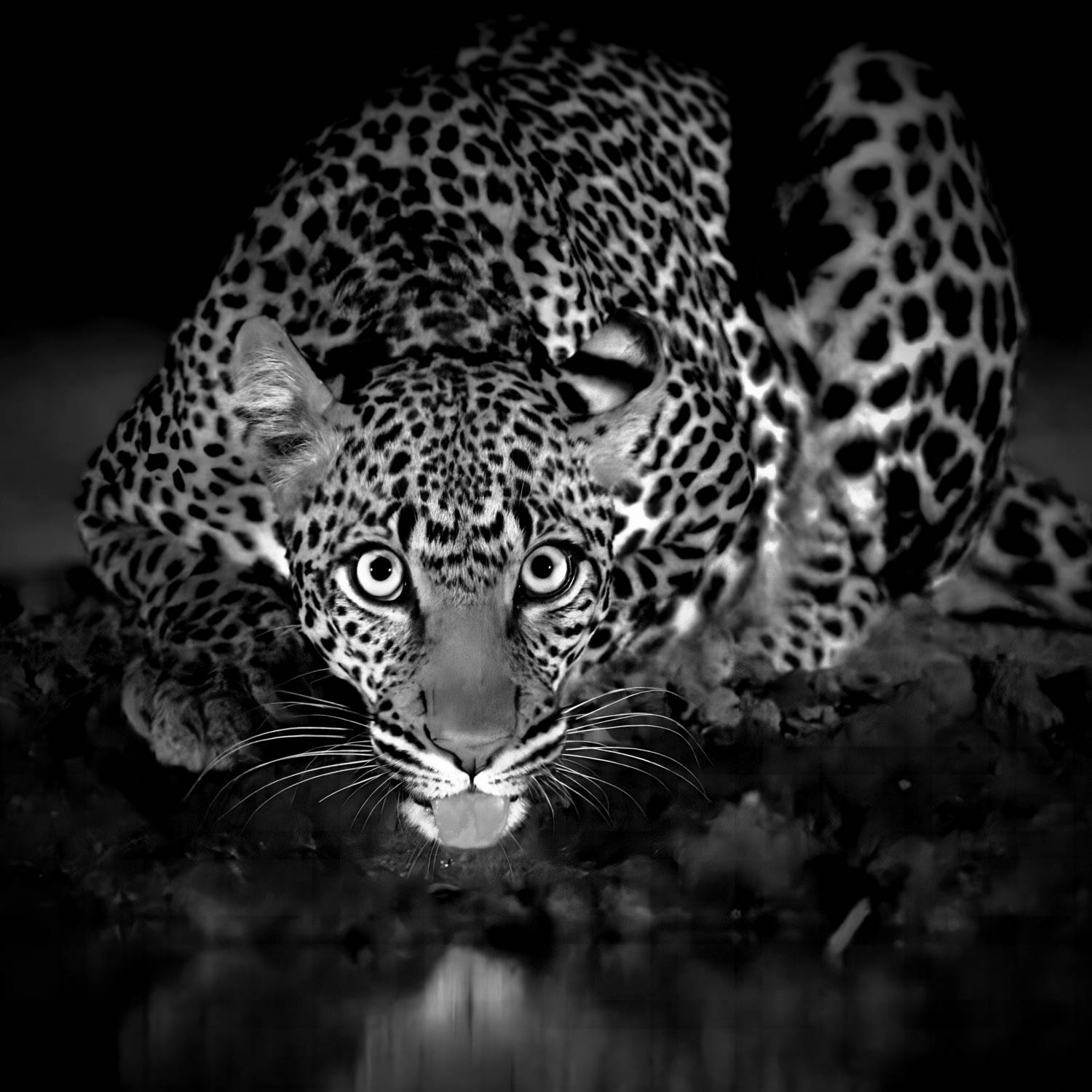 Глазастик Глазастик