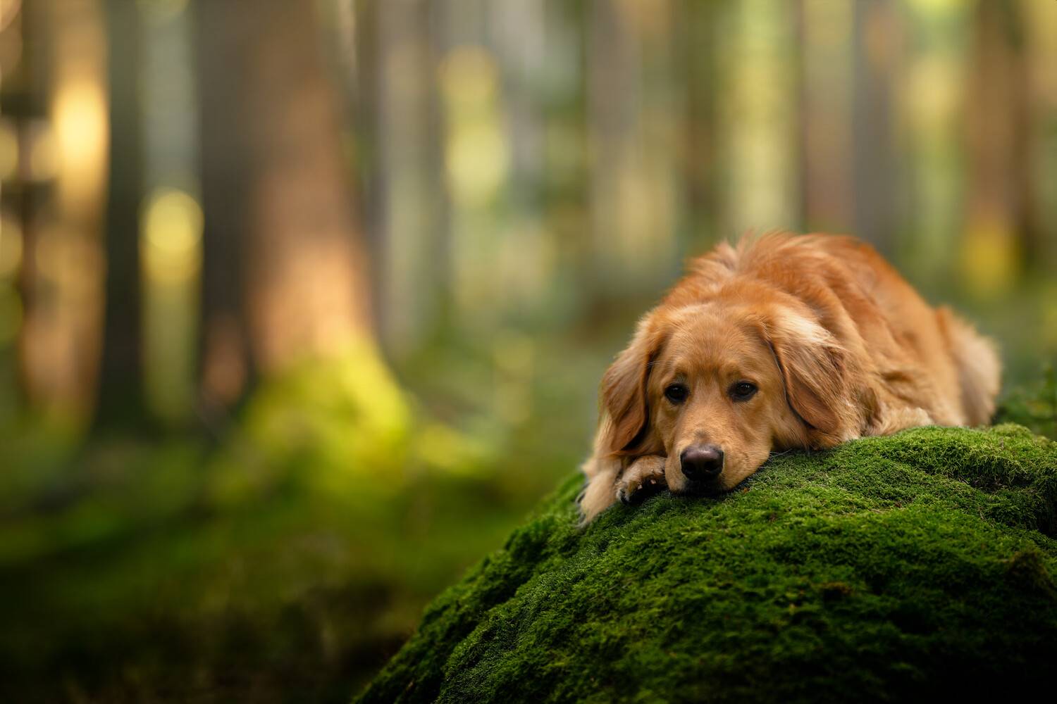 Photo #13355893