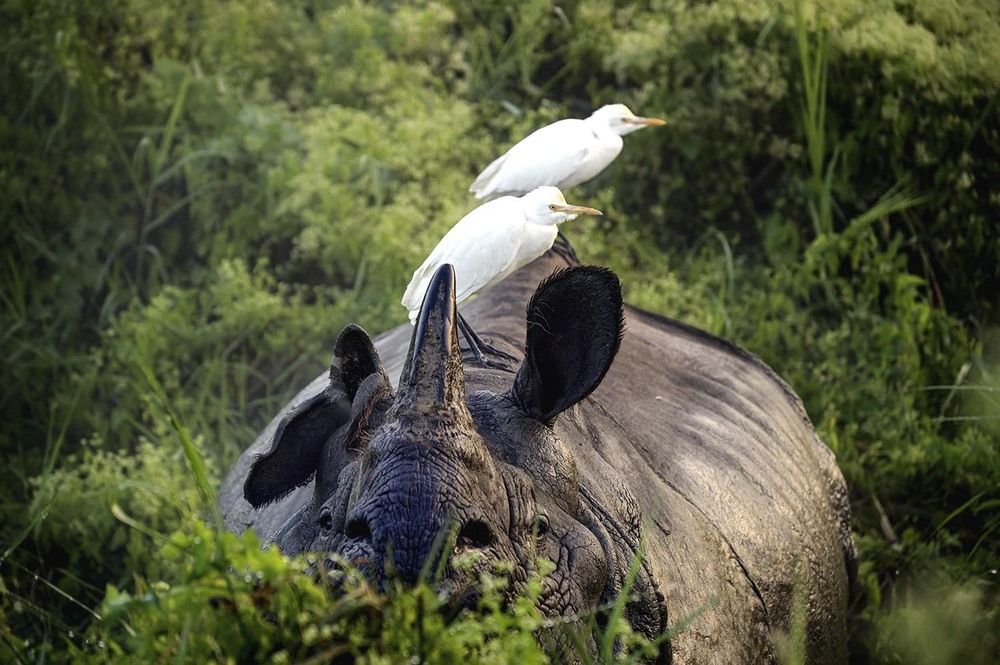 Rhino at Chitwan National Park