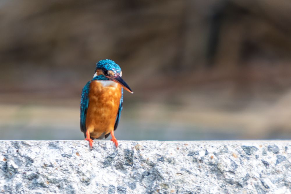 Bee Eater