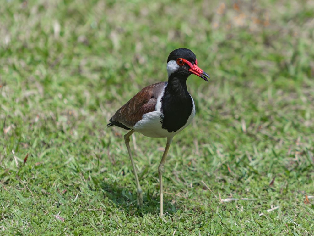 Red wattled lapwing