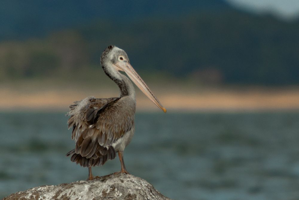 Pelican