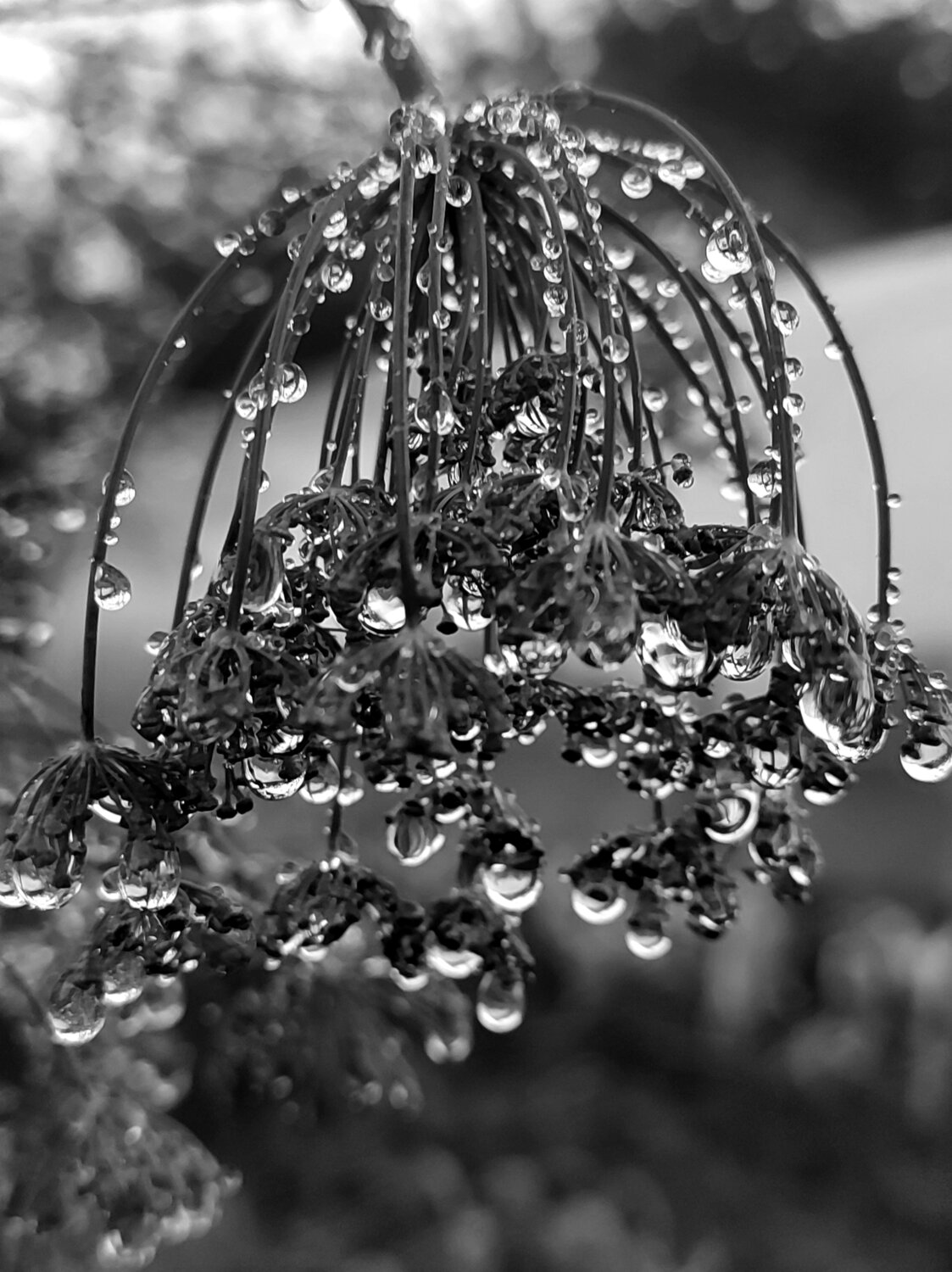 Photo #13356051