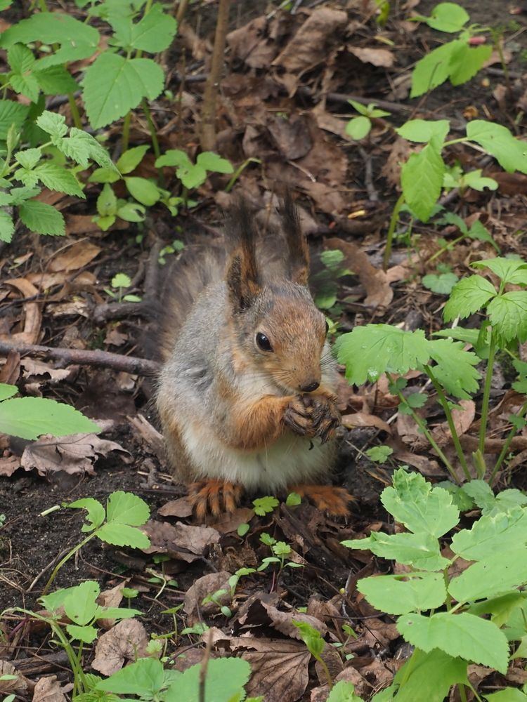Обыкновенная белка