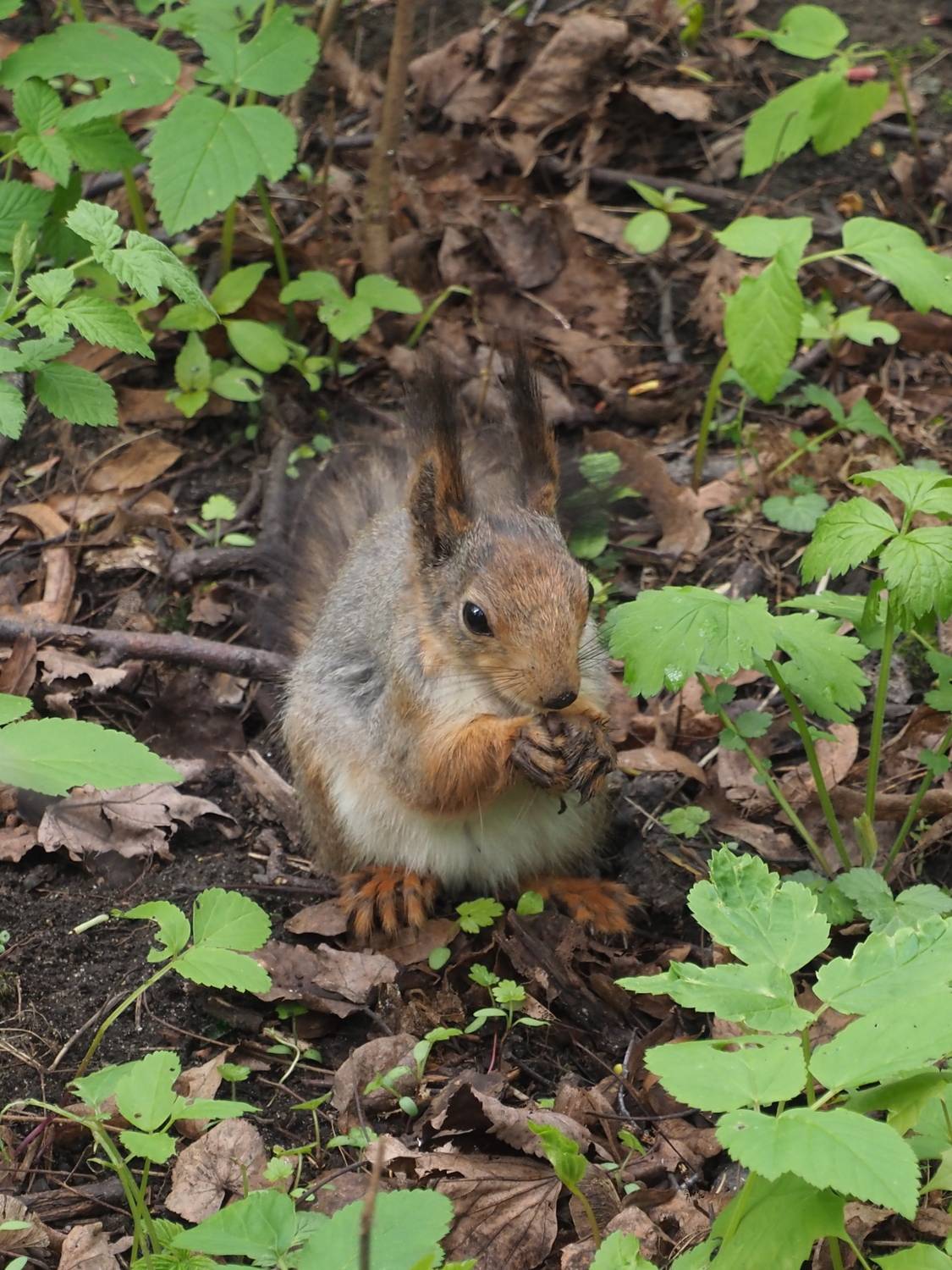 Обыкновенная белка