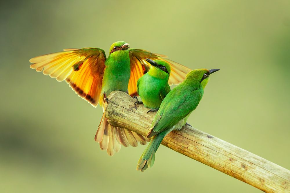 Photograph by Malay Debnath