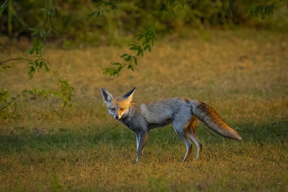 Heyy foxy !