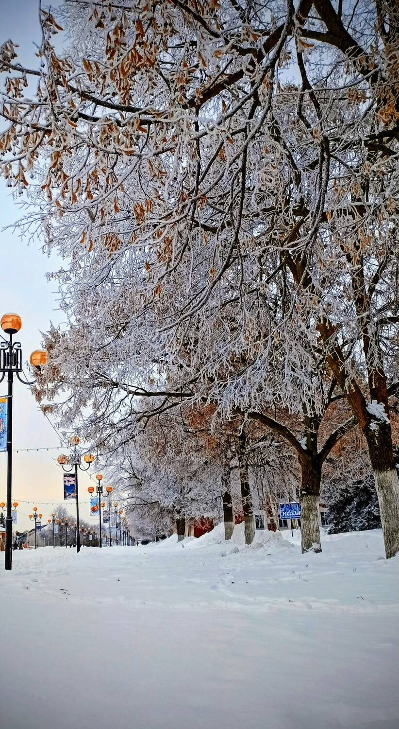 Зимняя аллея