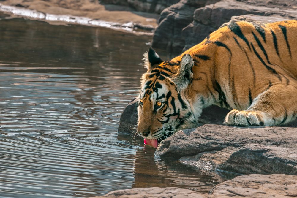 Photograph by Malay Debnath