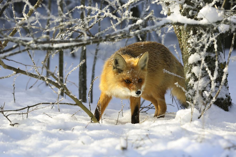 Photograph by Валерий Черняк