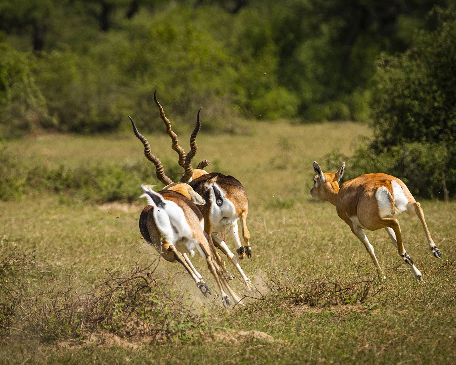 The fast and the furious