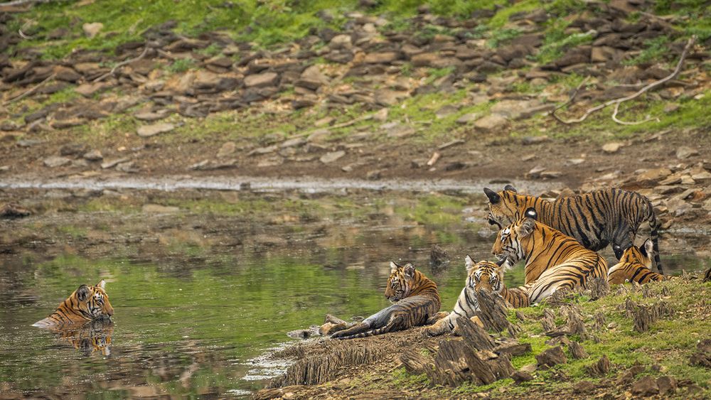 Tigerscape