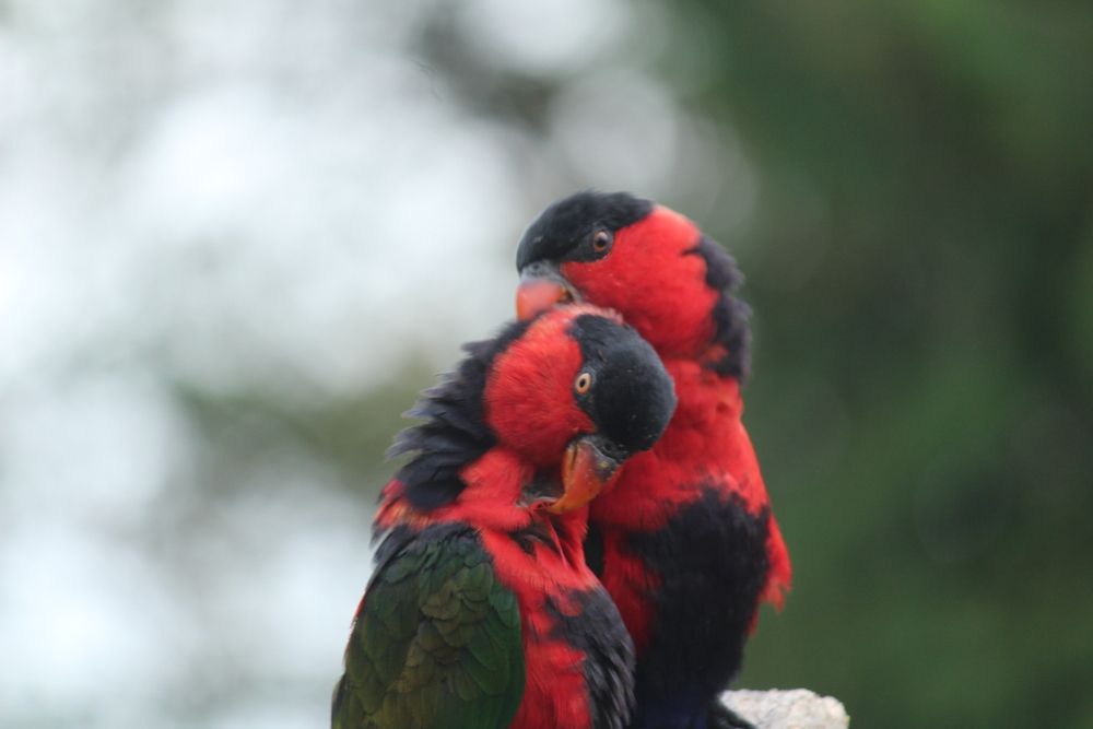 Photograph by Sharad vadoliya