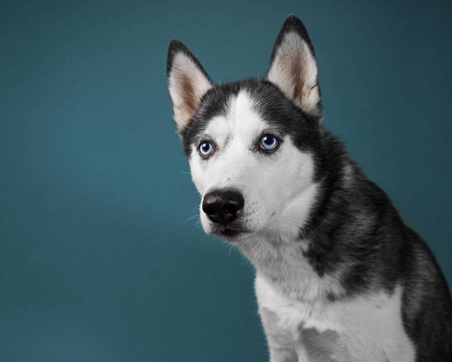 Фотография #13356480