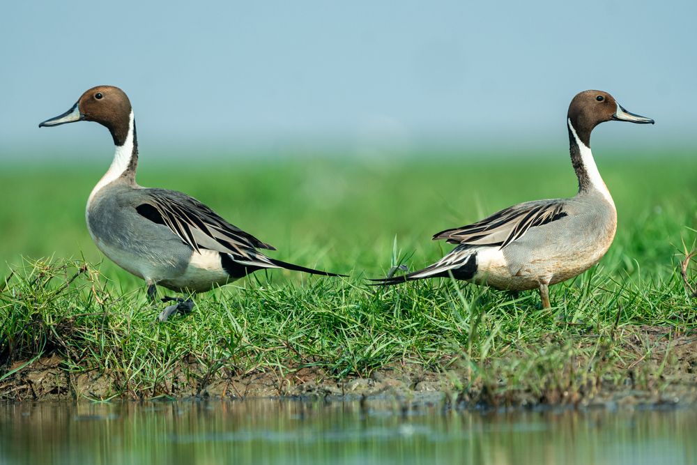 Photograph by Malay Debnath